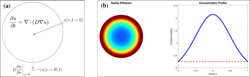 Drug Diffusion